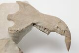 2.2" Fossil Squirrel-Like Mammal (Ischyromys) Skull - Wyoming - #197366-6